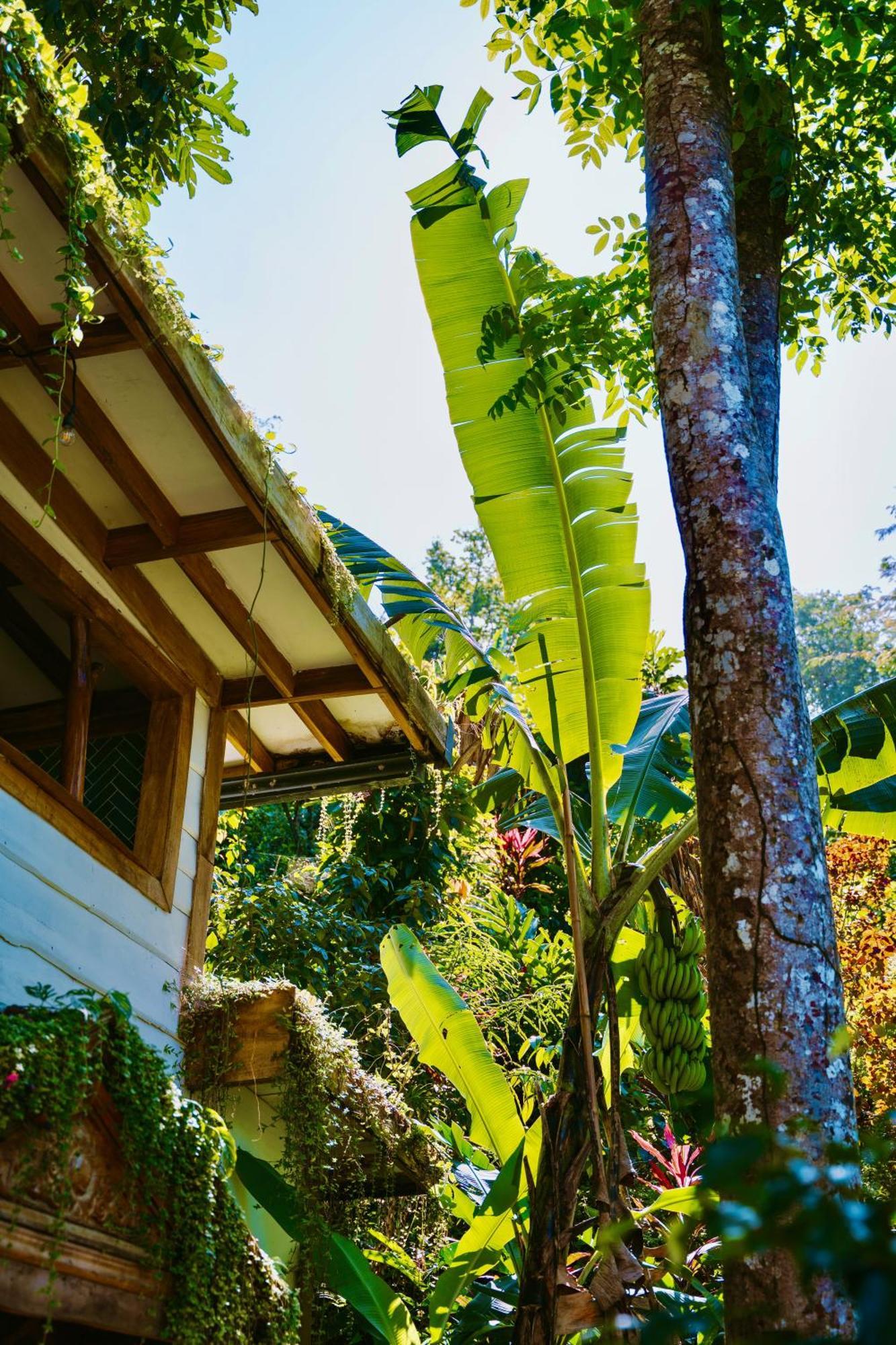 Jungle Spirit Treehouse Villa กาอุยตา ภายนอก รูปภาพ