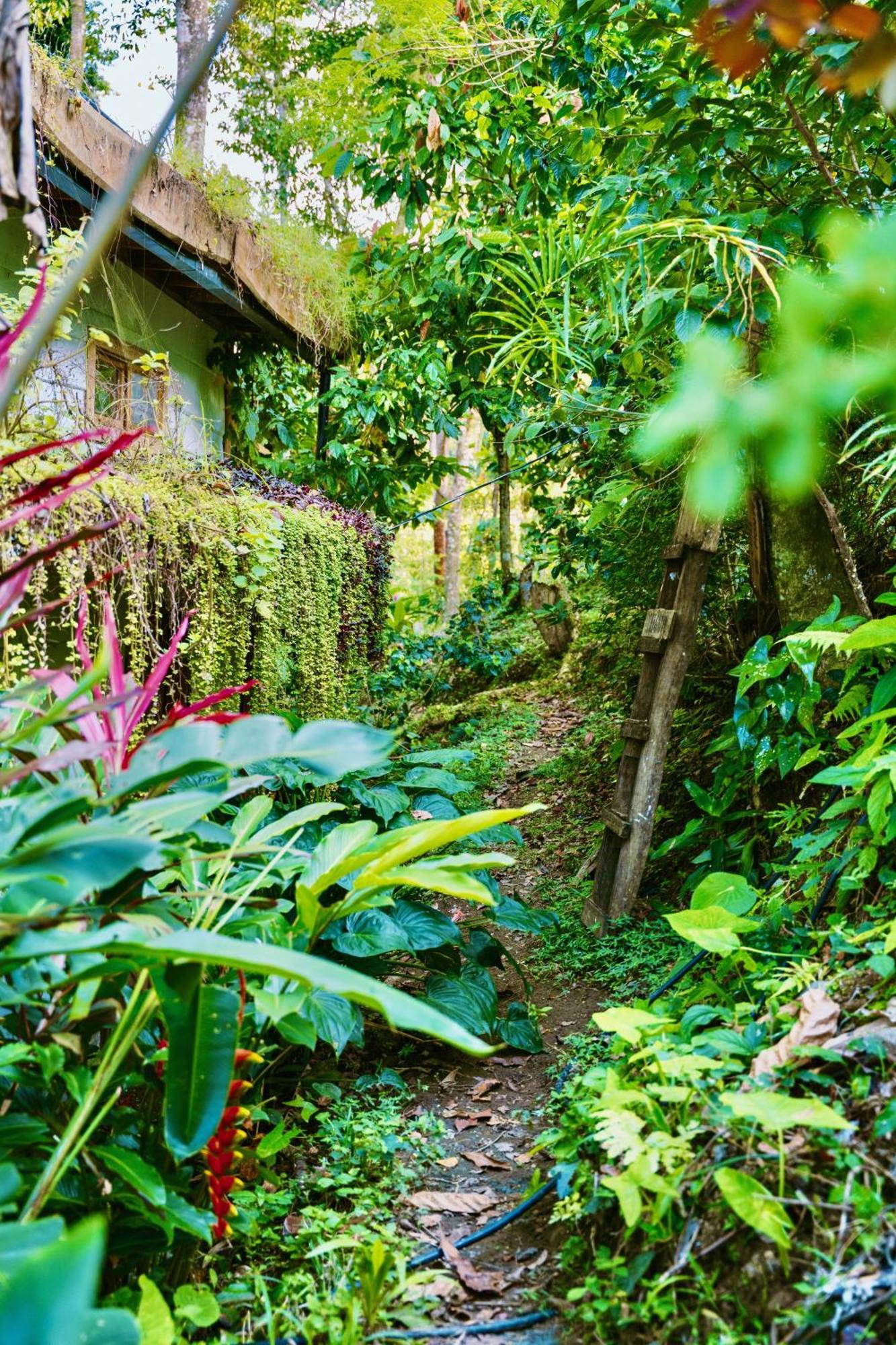 Jungle Spirit Treehouse Villa กาอุยตา ภายนอก รูปภาพ