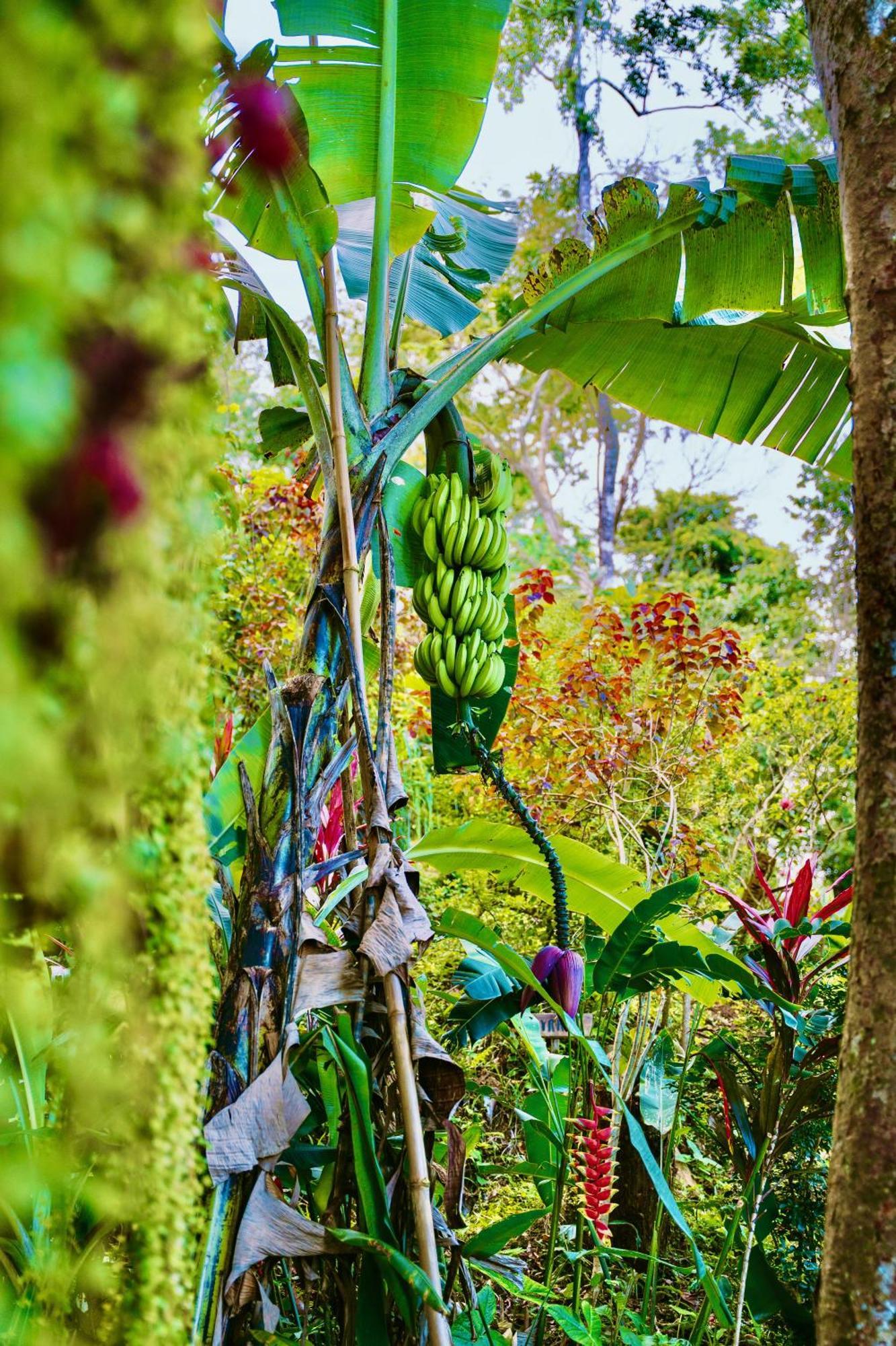 Jungle Spirit Treehouse Villa กาอุยตา ภายนอก รูปภาพ